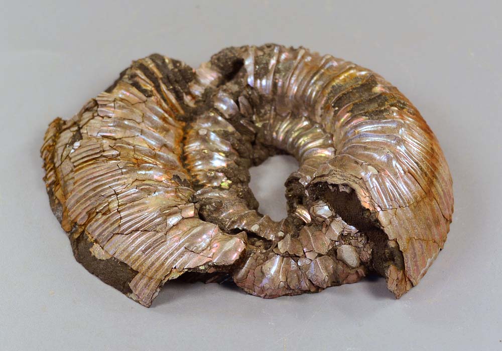 Аммонит пиритизированный, полированный 184,79 - стоимость