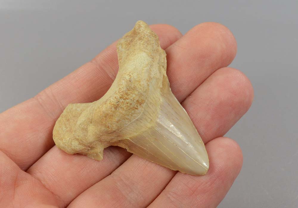 Зуб акулы Otodus obliquus 27,5 - вид сбоку