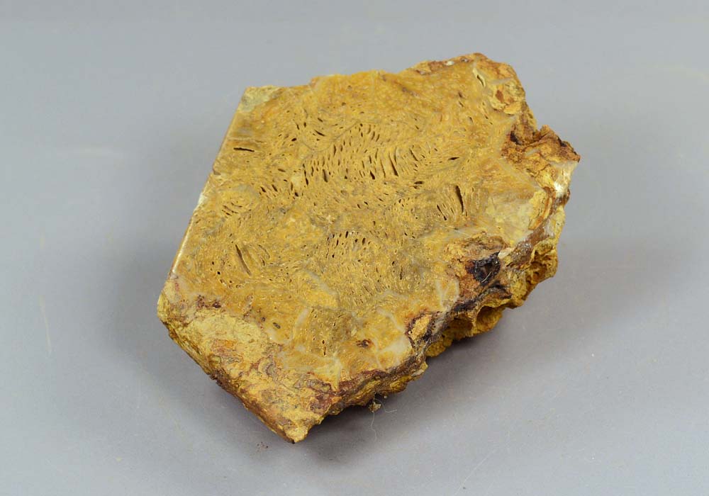 Окаменелый коралл, полированный срез 103,38 - стоимость